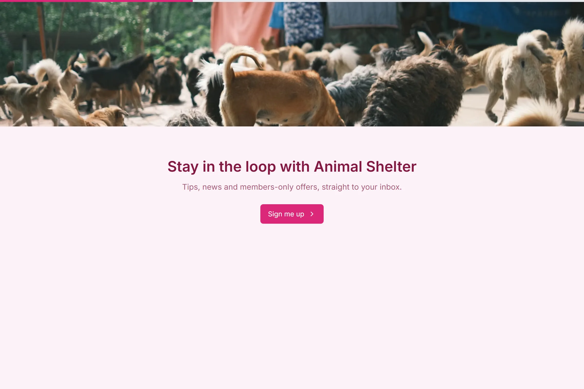 Animal Shelter Newsletter & Updates Signup template preview