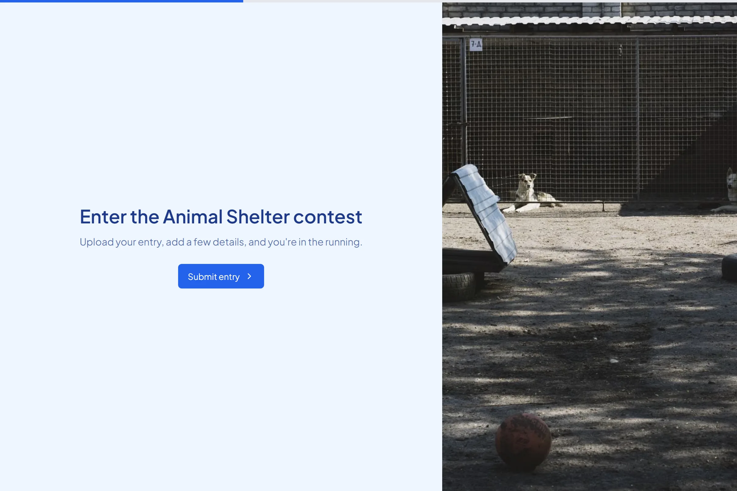 Animal Shelter Photo Contest Entry template preview