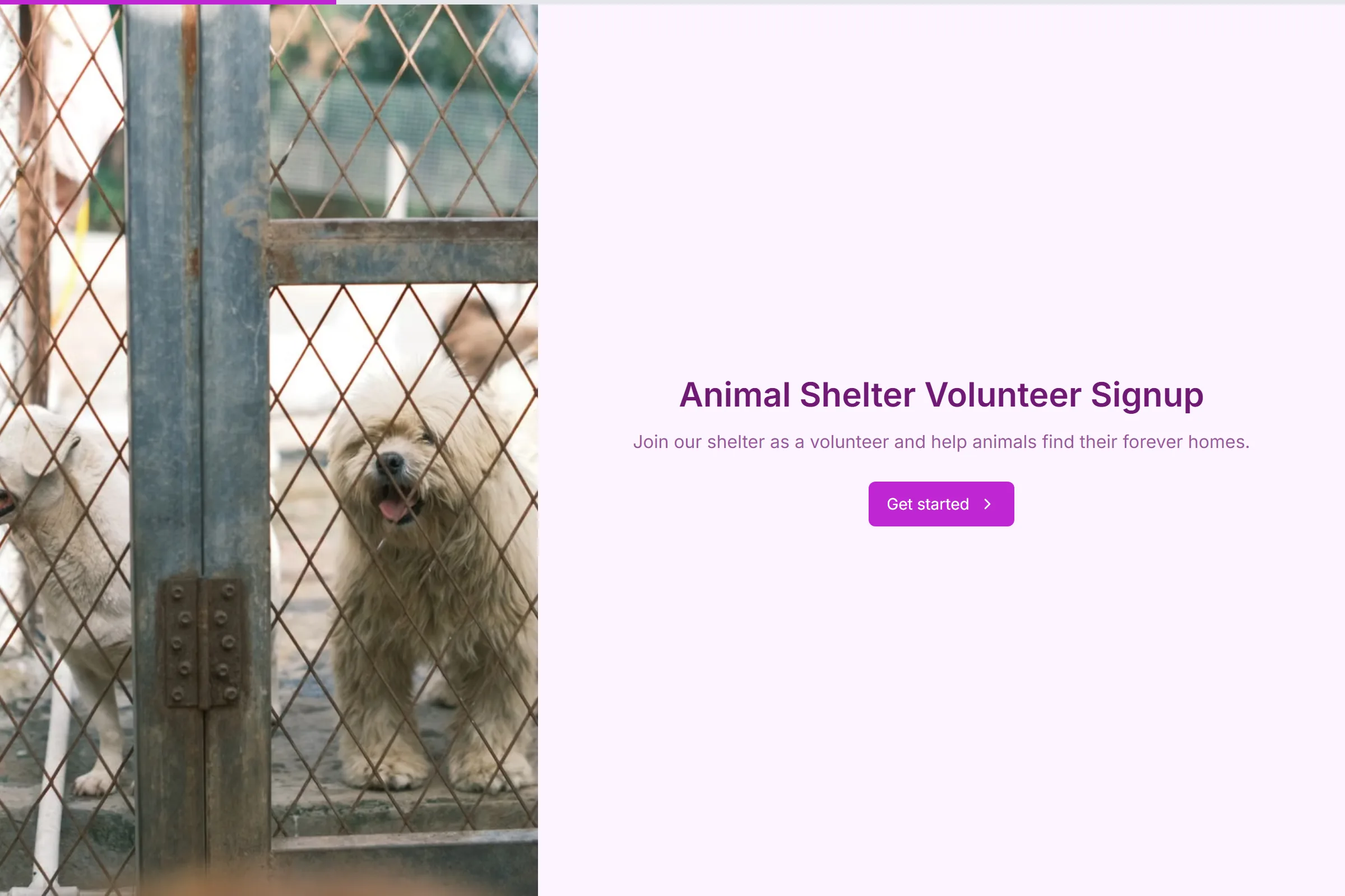 Animal Shelter Volunteer Signup template preview