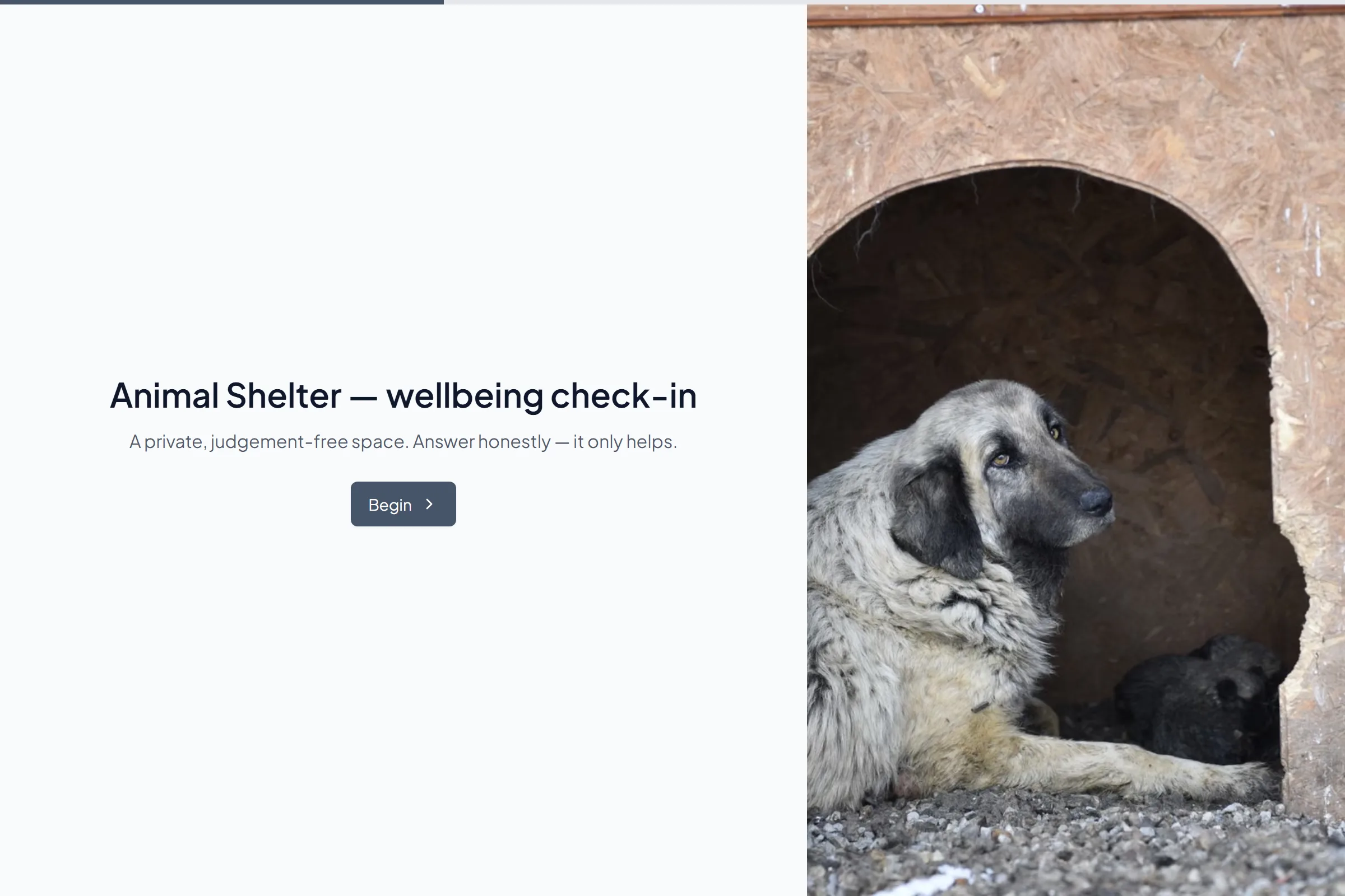 Animal Shelter Wellbeing Check-in template preview
