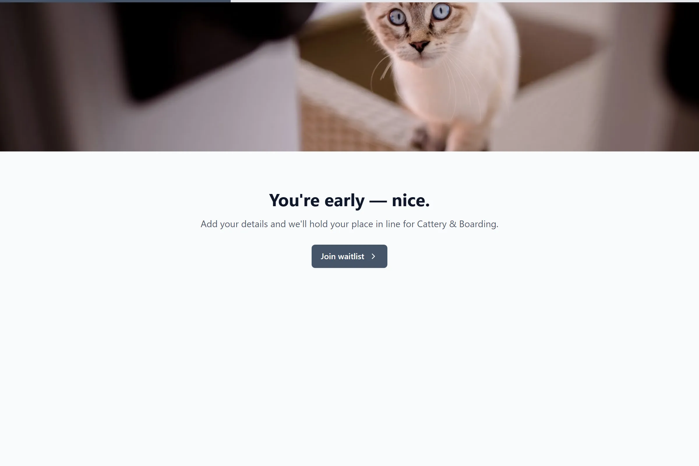 Cattery & Boarding Waitlist template preview