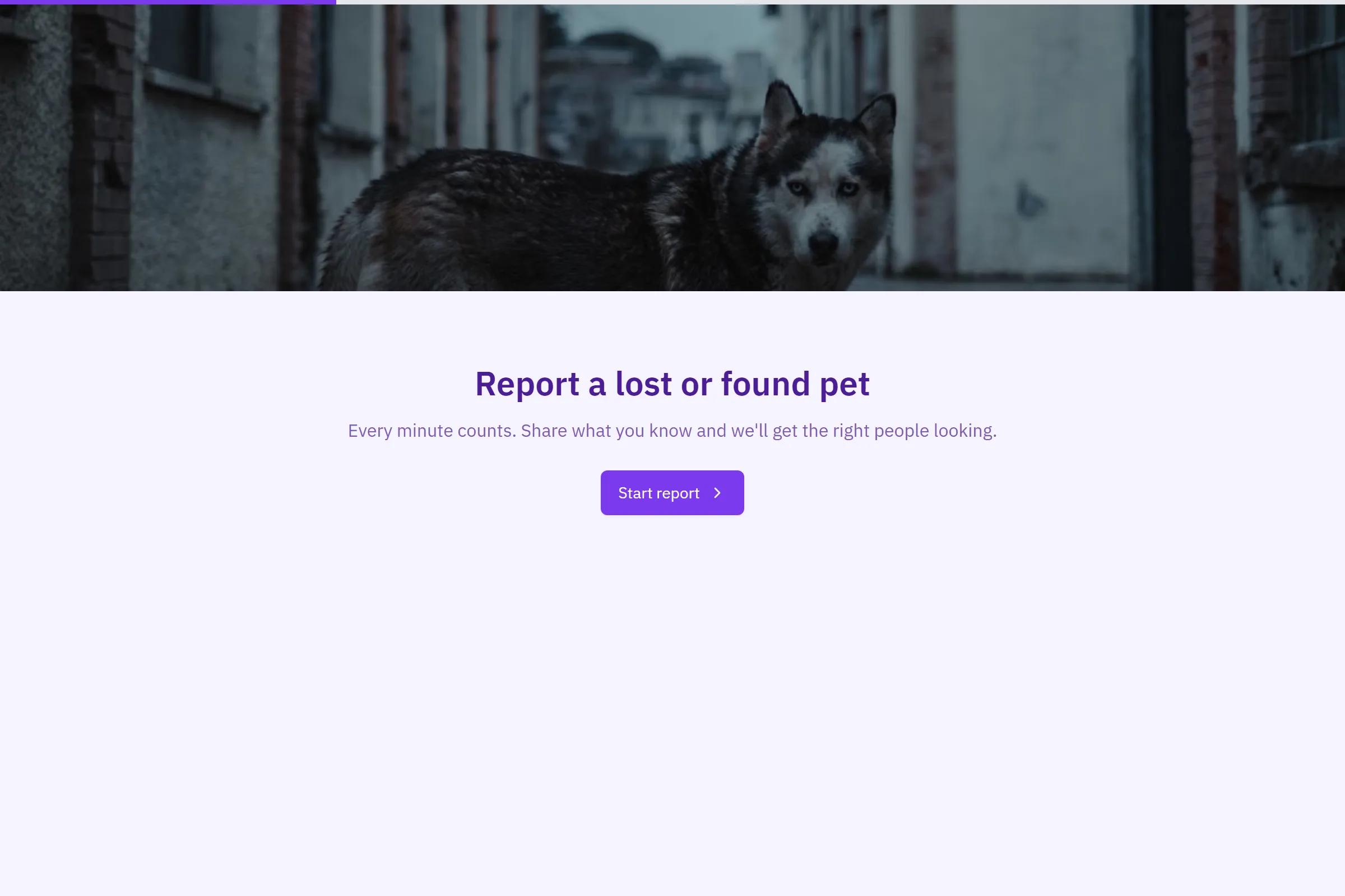 Lost & Found Pet Report template preview