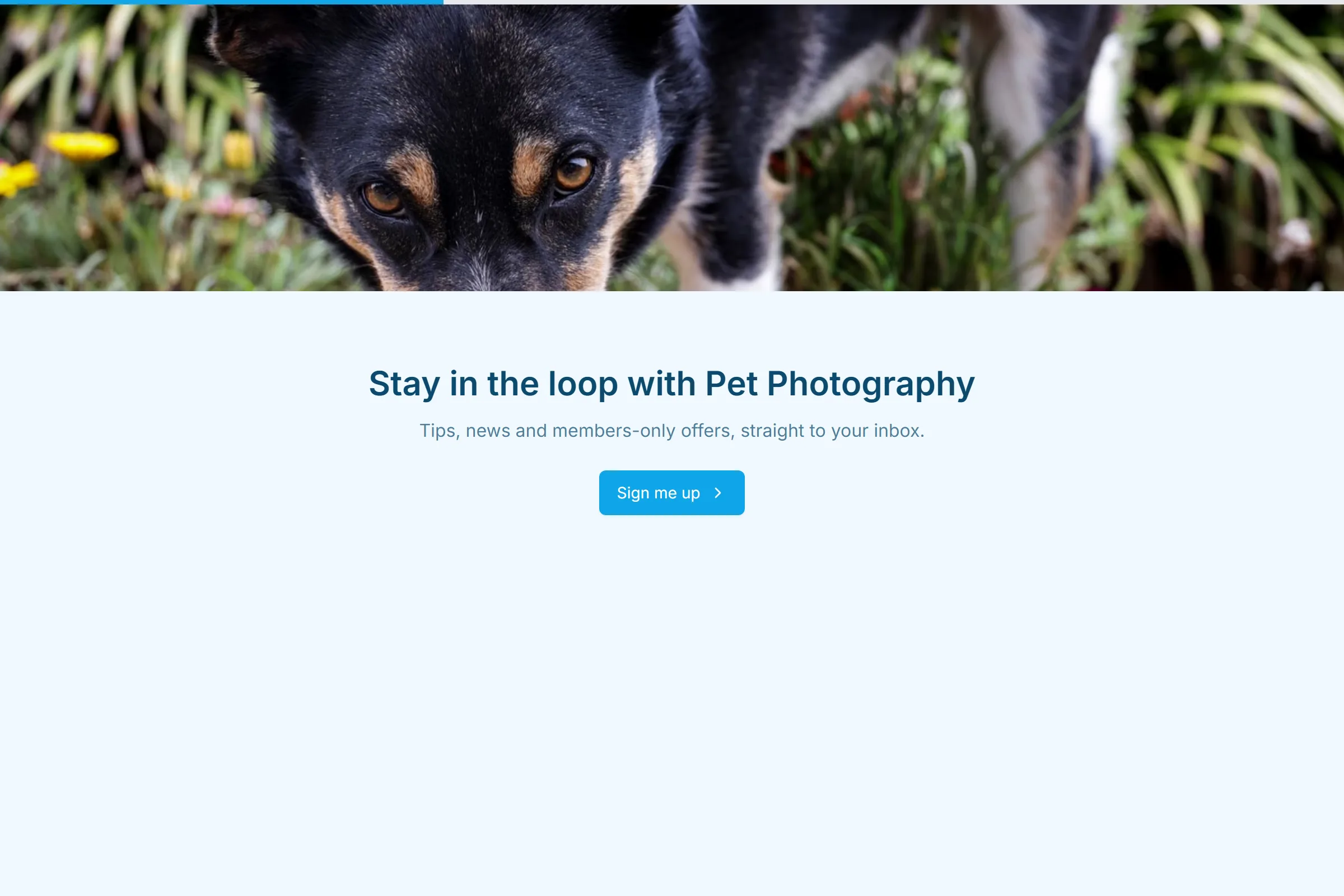 Pet Photography Newsletter & Updates Signup template preview